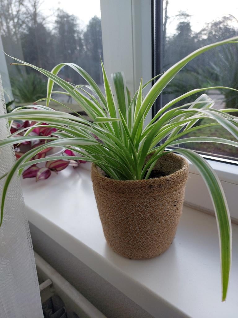 Jonge Graslelie kamerplantjes ,stekjes, Overige soorten, In pot, Minder dan 100 cm, Groene kamerplant