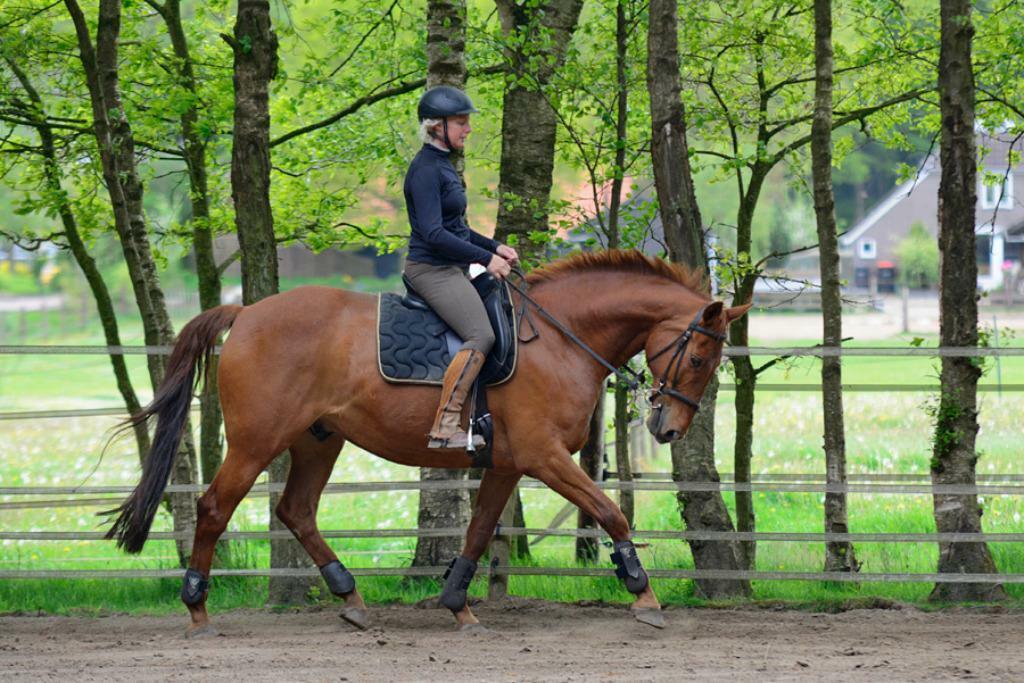 Paardrijlessen, training en hulp bij problemen, Paardrijles of Ponykampen