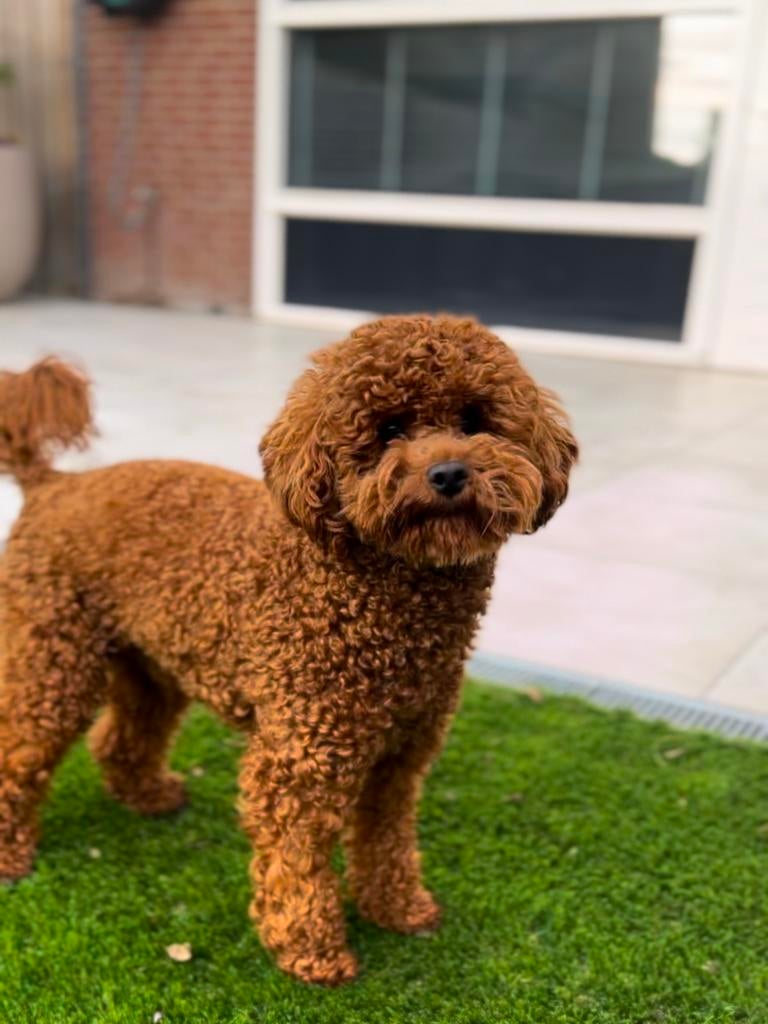 toy poedel dekreu met fci stamboom, Dieren en Toebehoren, Honden | Dekreuen, Reu, 1 tot 2 jaar, Parvo, Eén hond