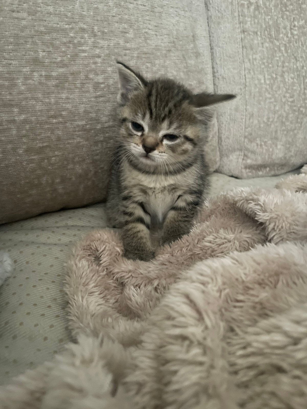 Kittens, Dieren en Toebehoren, Kater
