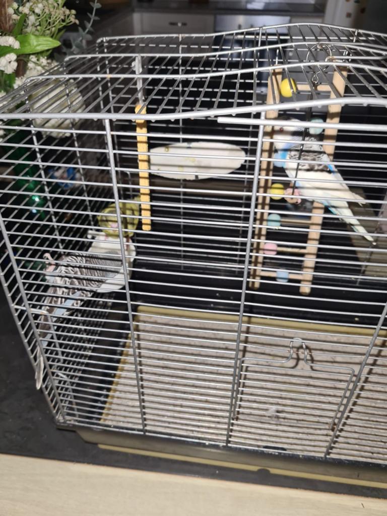 3 parkieten + kooi + voer, Dieren en Toebehoren, Vogels | Hokken en Kooien, Ophalen, Gebruikt, Overige materialen, Vogelkooi
