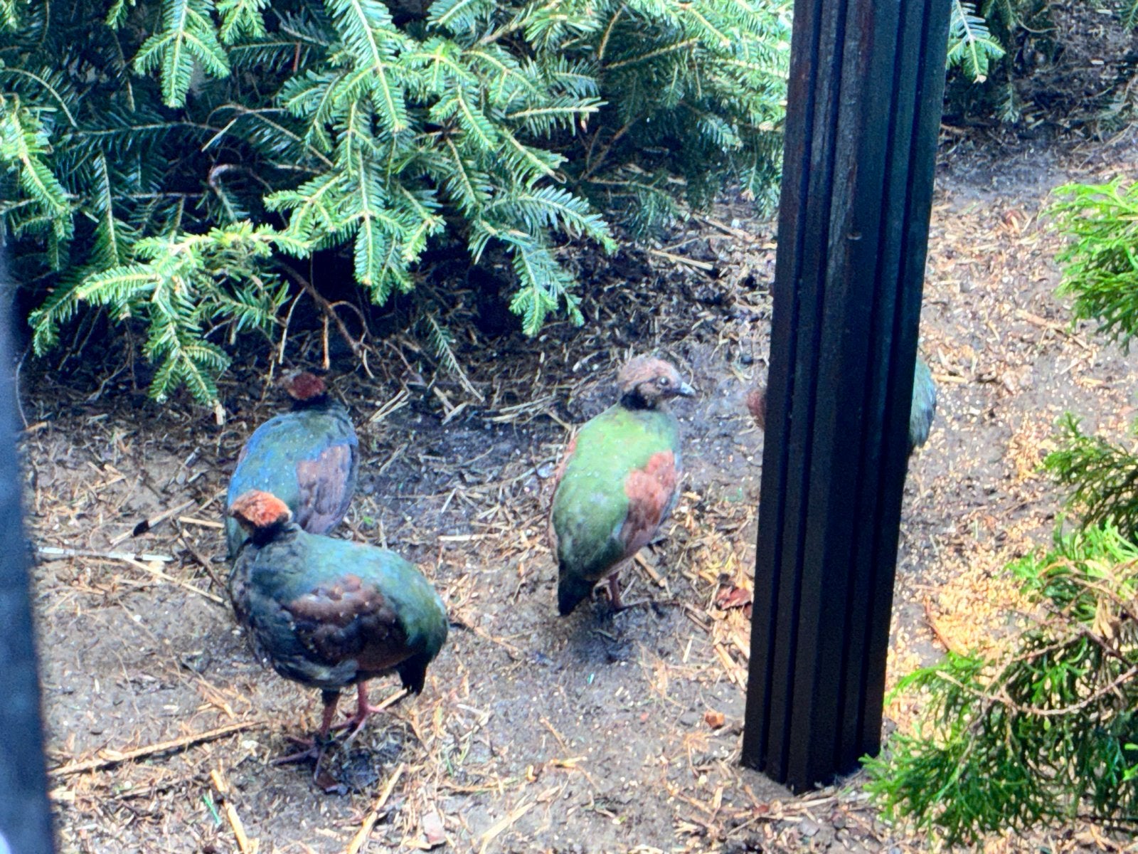 Jonge haantjes uit de volière natuur broed, Mannelijk, Geringd