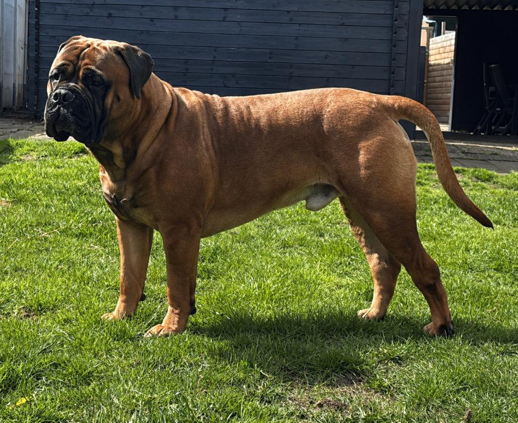 Bullmastiff Bull mastiff pups met stamboom  in de planning, Dieren en Toebehoren, Honden | Bulldogs, Pinschers en Molossers, 8 tot 15 weken