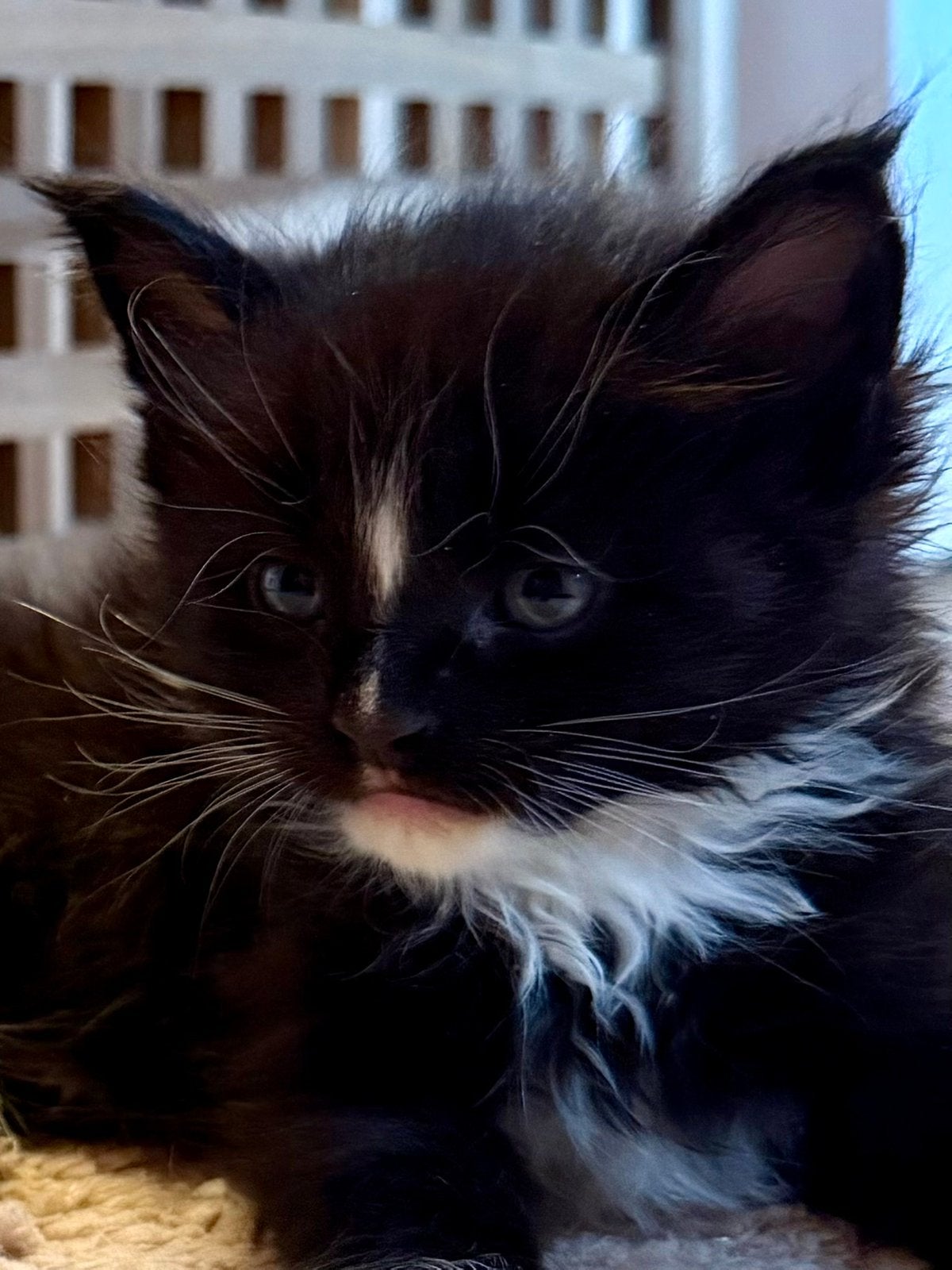 Maine Coon kittens met stamboom, Kater, Met stamboom, 0 tot 2 jaar
