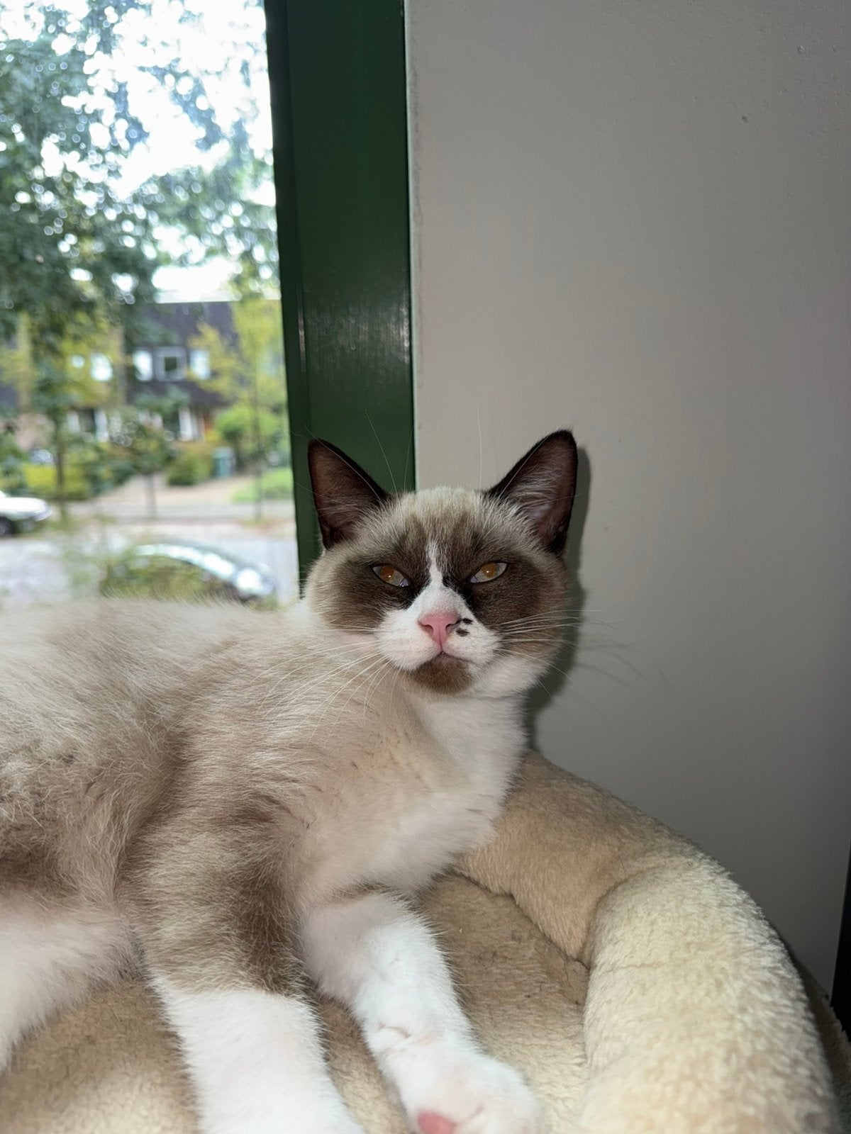 Britse korthaar, Dieren en Toebehoren, Poes, Ontwormd