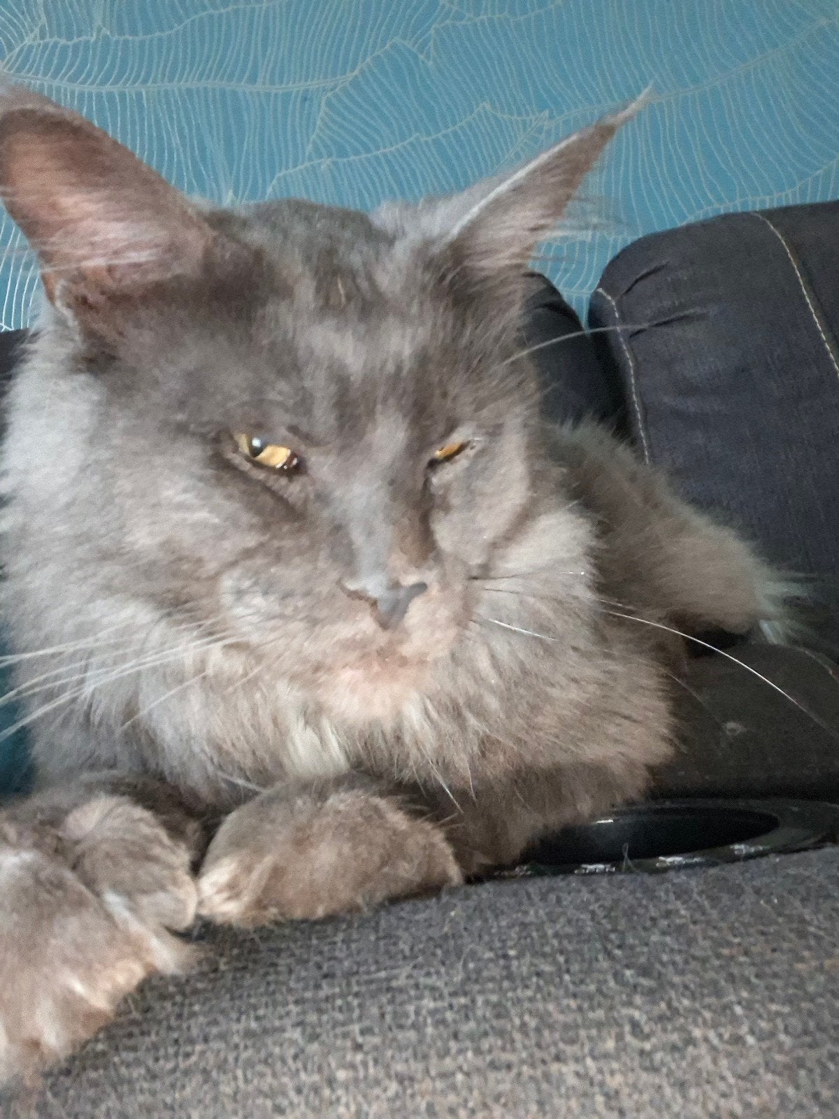 Maine coon, Dieren en Toebehoren, Kater, Gechipt, 0 tot 2 jaar