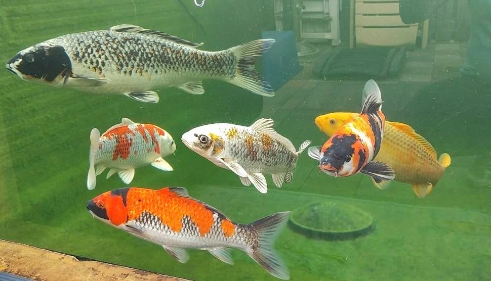 16 Japanse kois, Dieren en Toebehoren, Vissen | Vijvervissen, Karper of Koi
