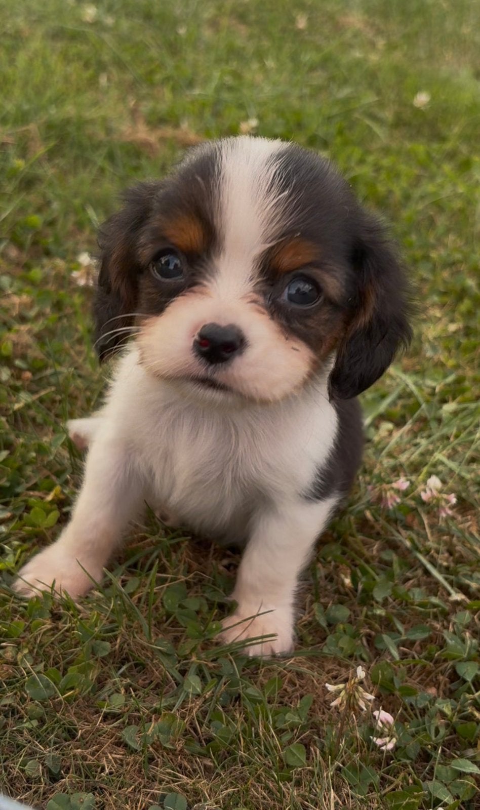 Prachtige Cavalier King Charles Spaniel kruising puppy’s, Parvo, 8 tot 15 weken, Meerdere, Meerdere dieren