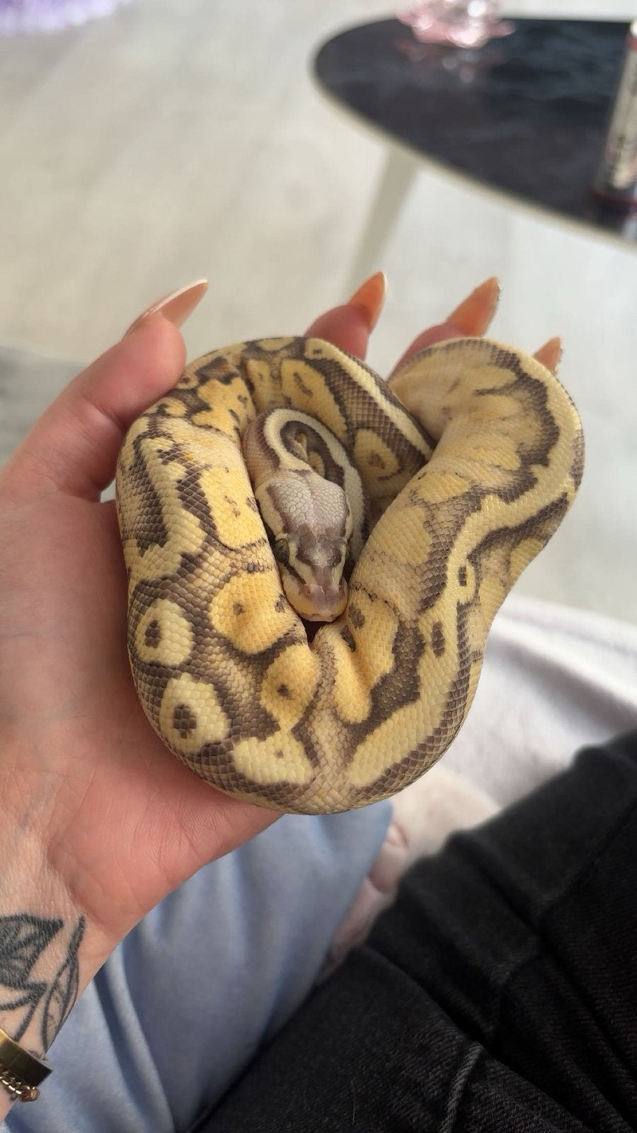 Python regius Ball Python - unknown for sale from Naomi