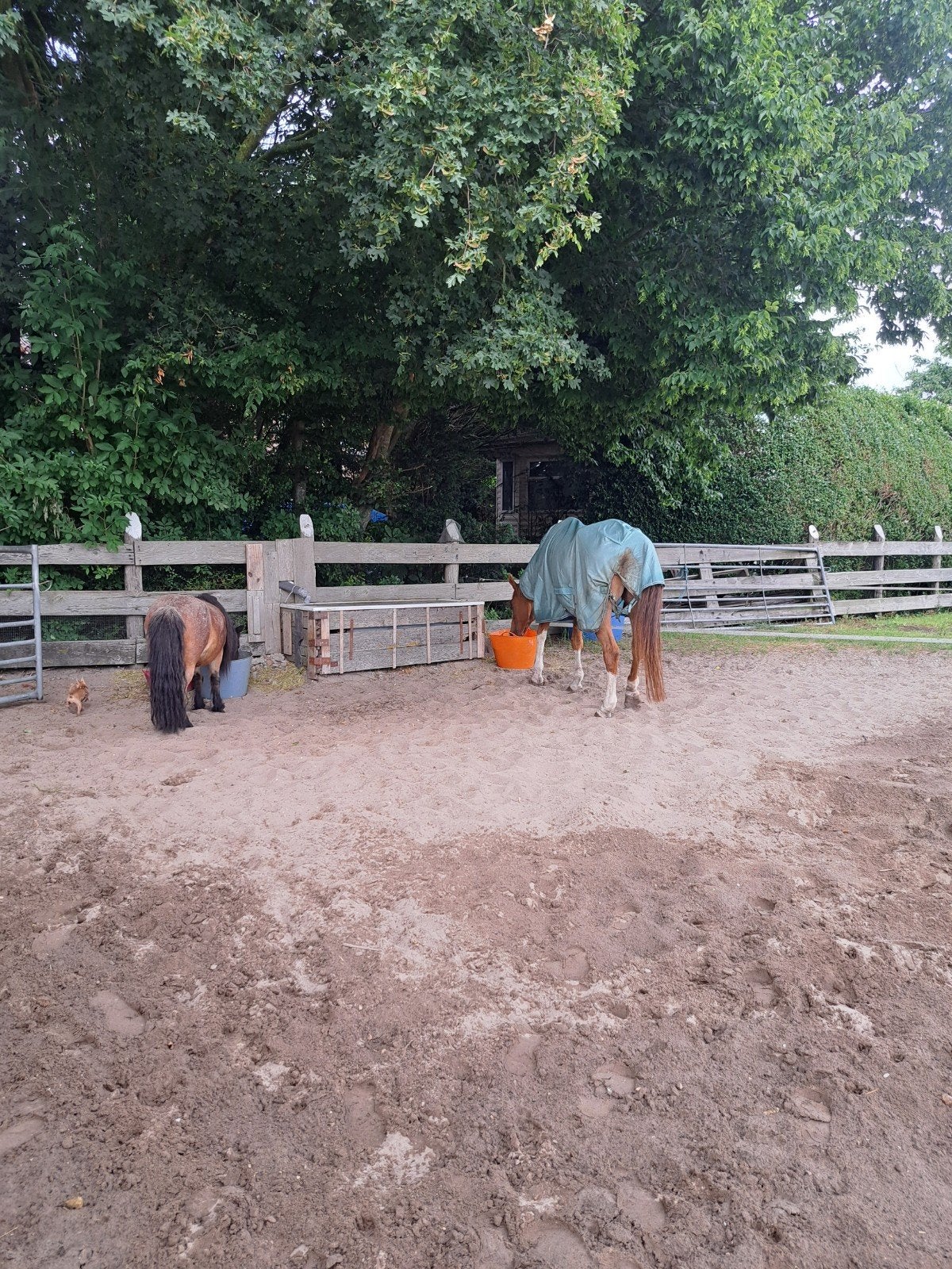 Ponystalling aangeboden – Akersloot (NH)