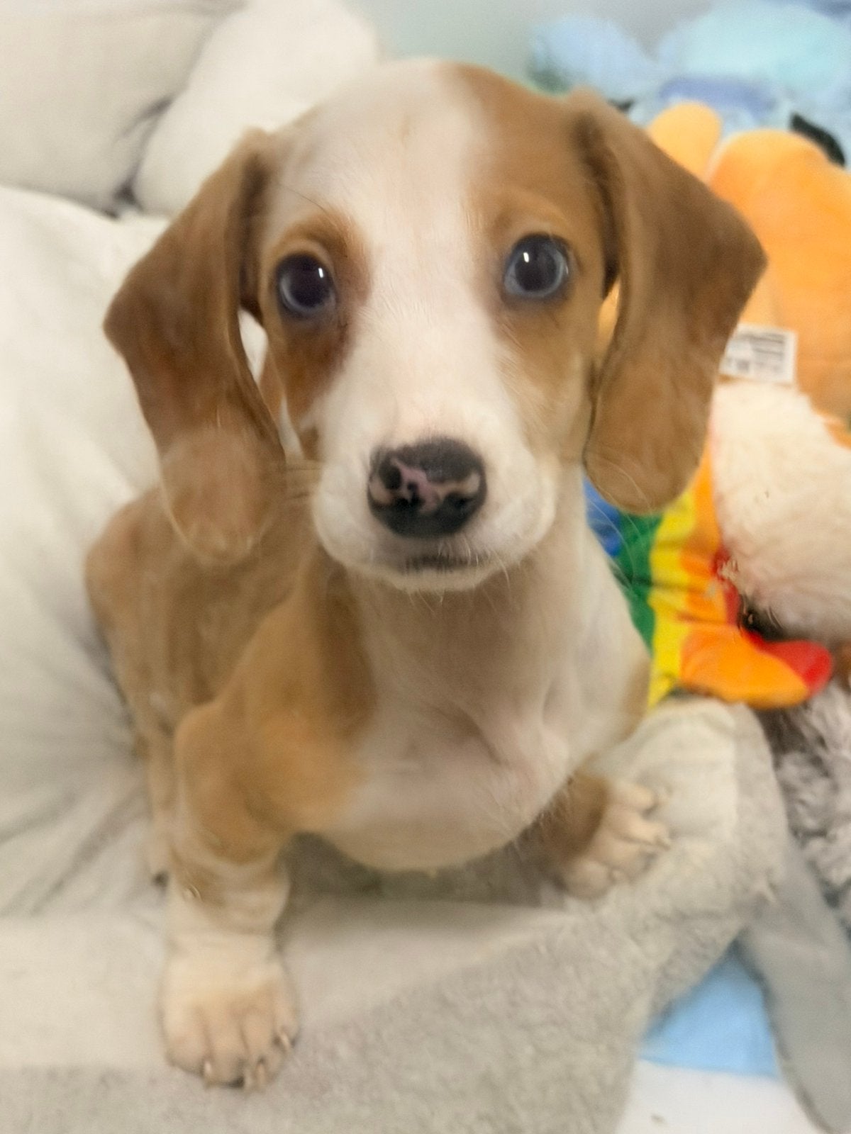 Piebald teckel teefje 11 weken, Kaninchen, CDV (hondenziekte), 8 tot 15 weken, Korthaar
