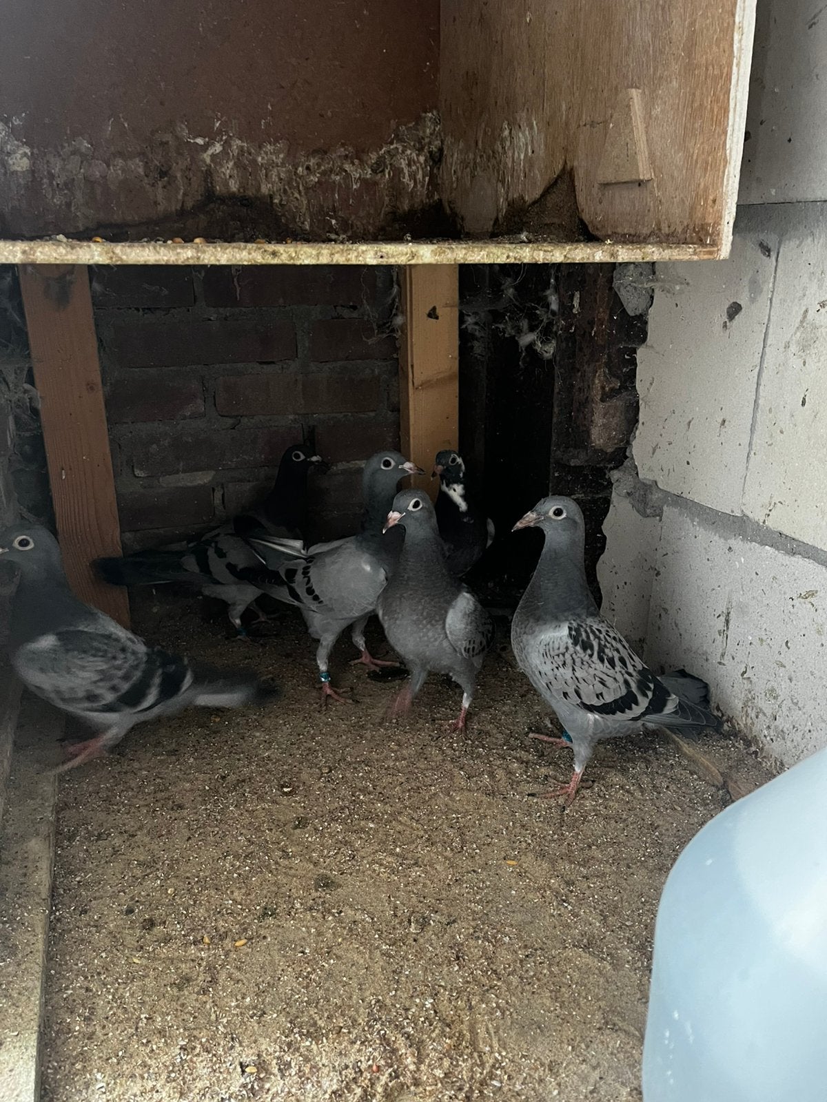 Jonge duiven te koop, Meerdere dieren, Overige soorten
