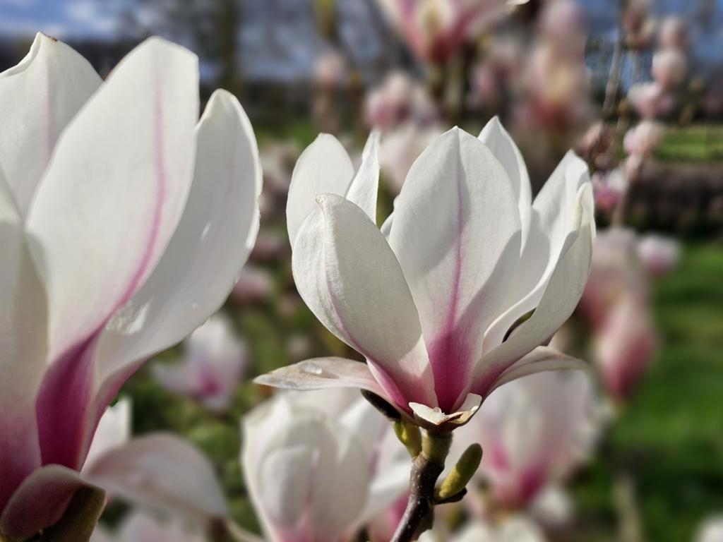 Prachtige Magnolia boom voor uw tuin, Tuin en Terras, Overige soorten, Lente, 250 tot 400 cm, Ophalen