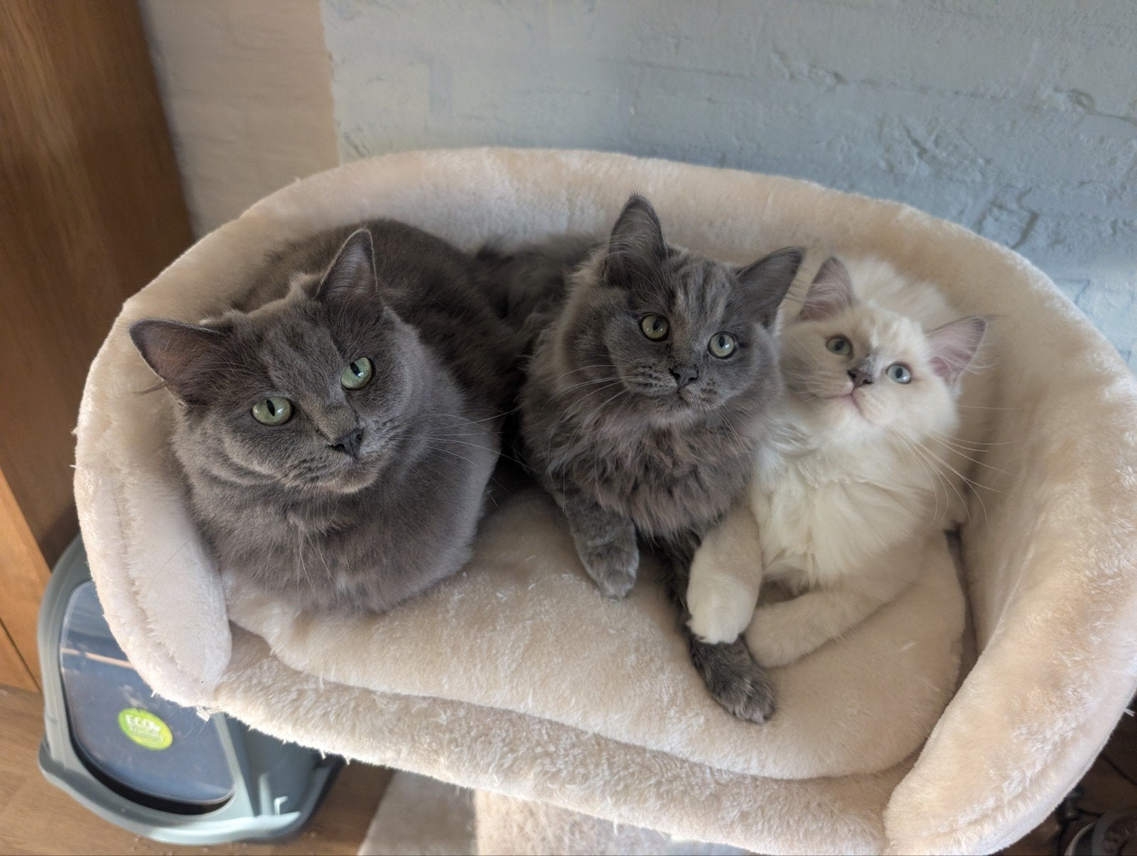 Ragdoll kittens, Poes, Gechipt, 0 tot 2 jaar