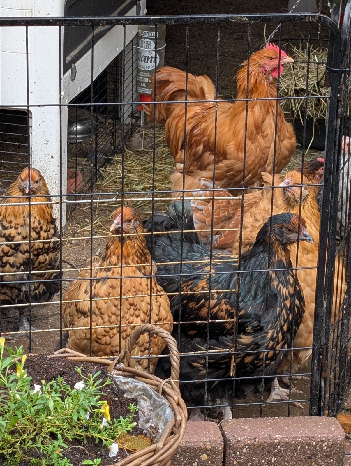Jonge oringpton 1 haan 4 kippen, Dieren en Toebehoren, Meerdere dieren, Kip