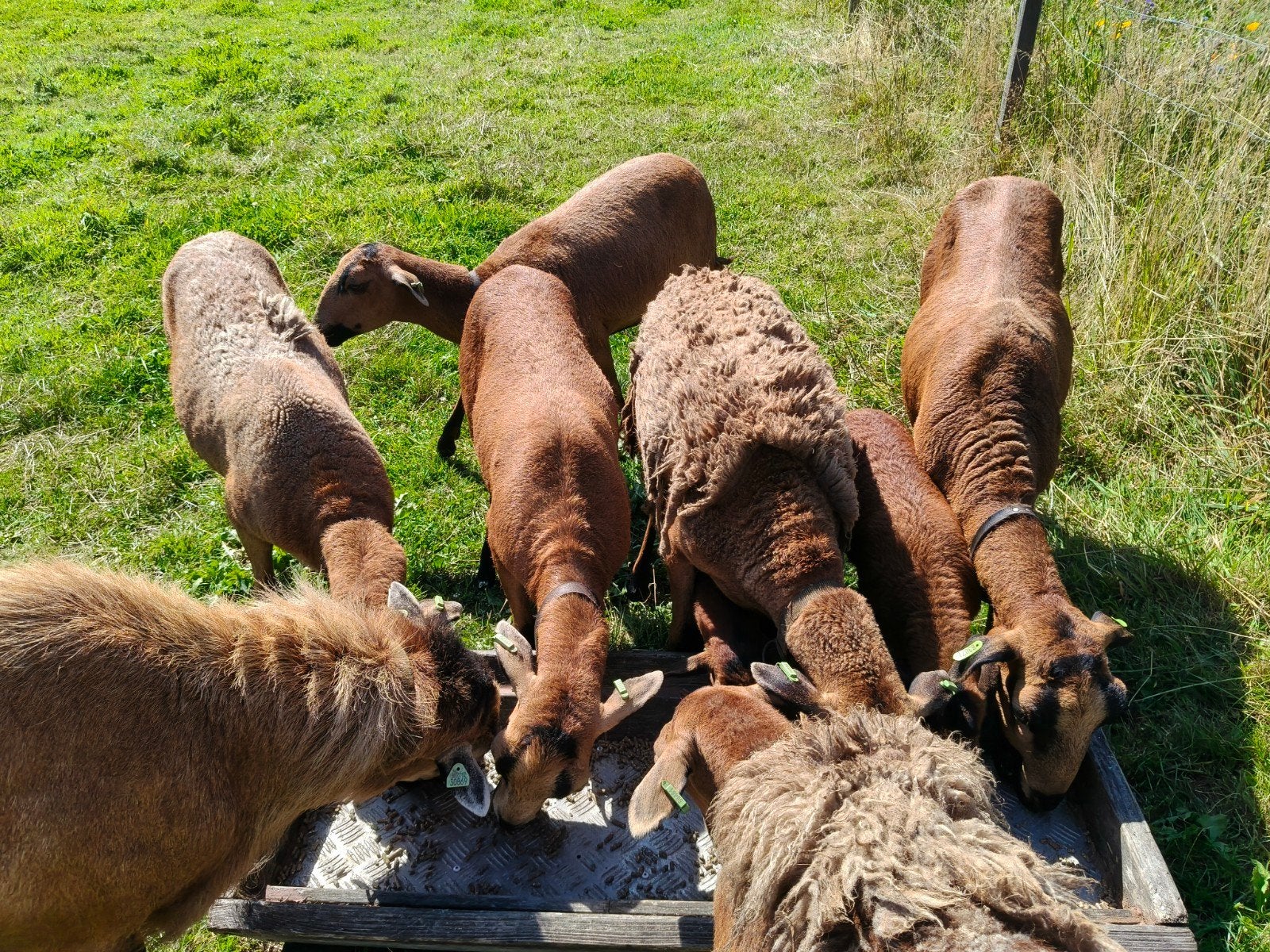 5 eenjarige ooien Barbados Black belly haarschapen, Dieren en Toebehoren, Vrouwelijk, Schaap