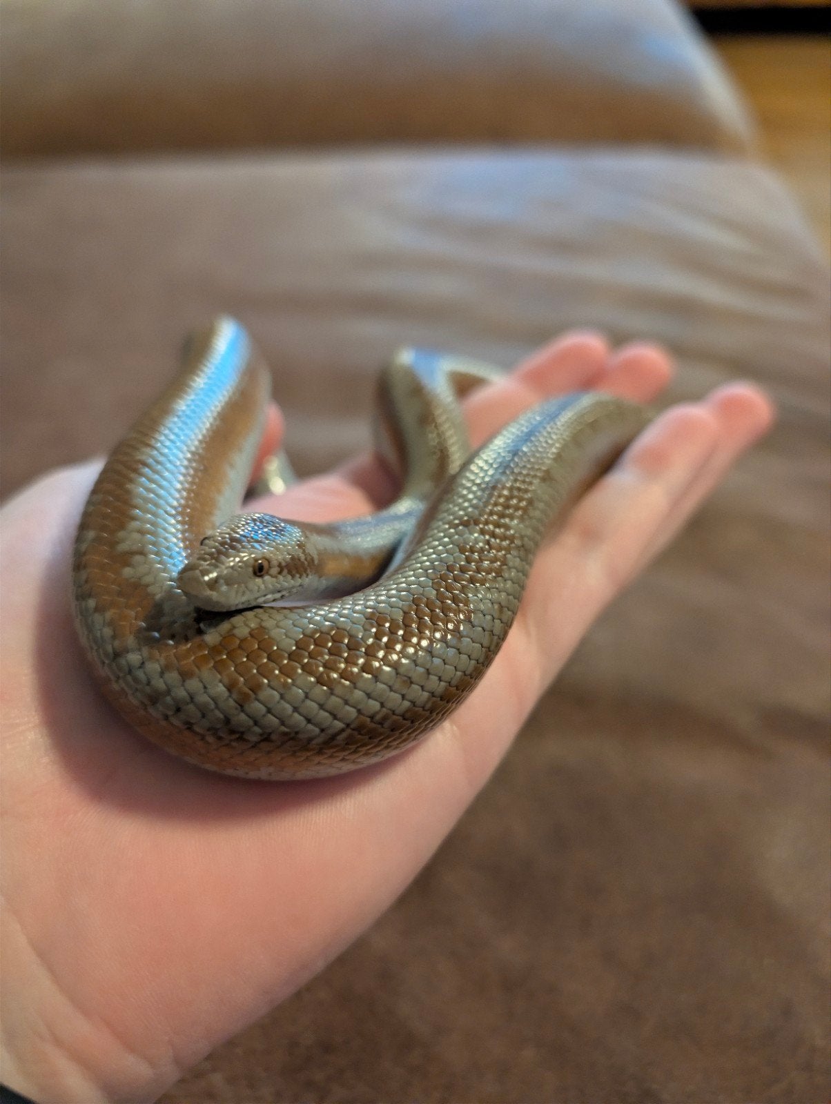 Coastal Rosy Boa Man +- 2 jaar kerngezond MET UVB/A LED BAR, Slang, Tam, 0 tot 2 jaar
