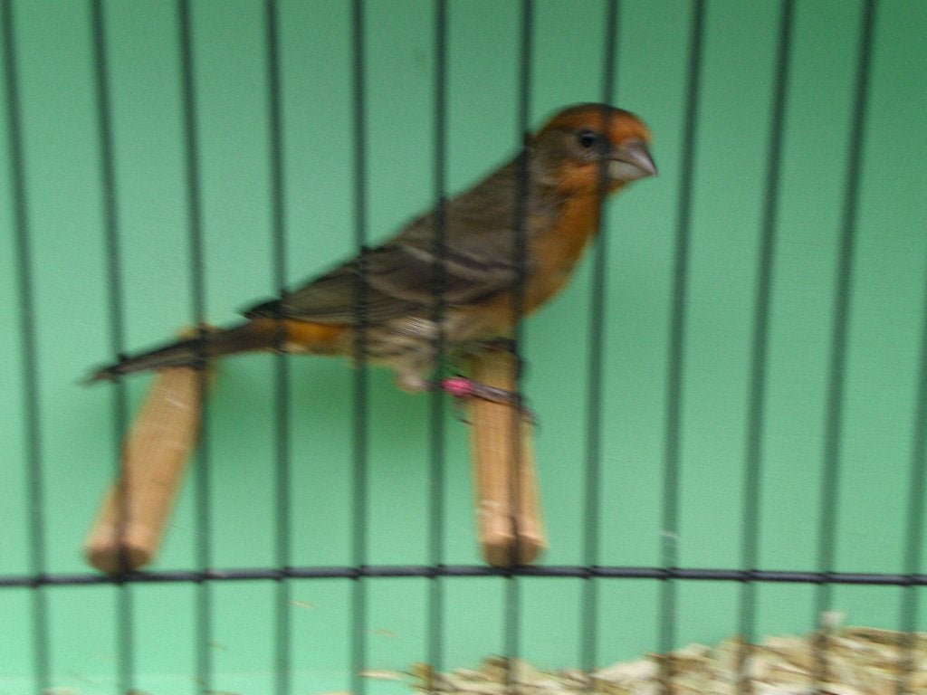 mex, goudvink, Dieren en Toebehoren, Mannelijk, Tropenvogel