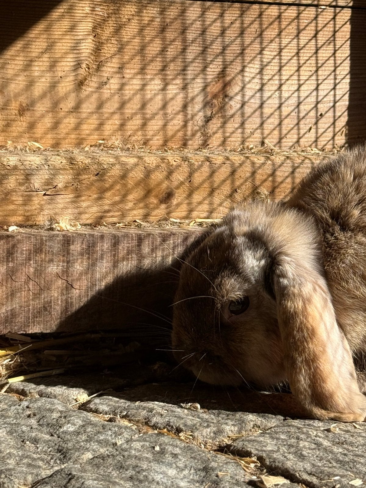 Hangoor dwerg konijn Ram, Dieren en Toebehoren, Mannelijk, Mei, Overige typen, Tam