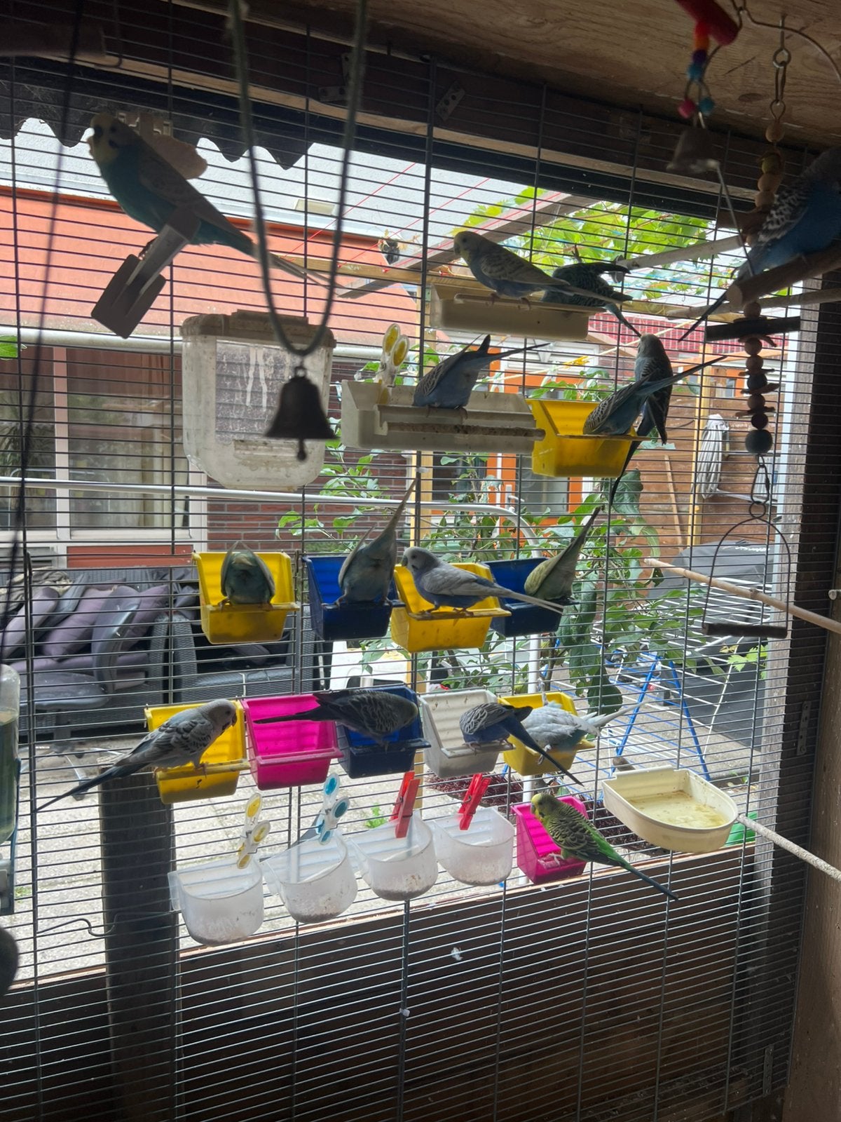 Grasparkieten (30+), Dieren en Toebehoren, Vogels | Parkieten en Papegaaien, Meerdere dieren, Parkiet, Tam