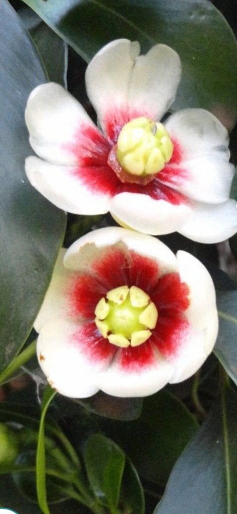 Clusia rosea 'Princess‘ variegata, Overige soorten, In pot, Minder dan 100 cm, Bloeiende kamerplant