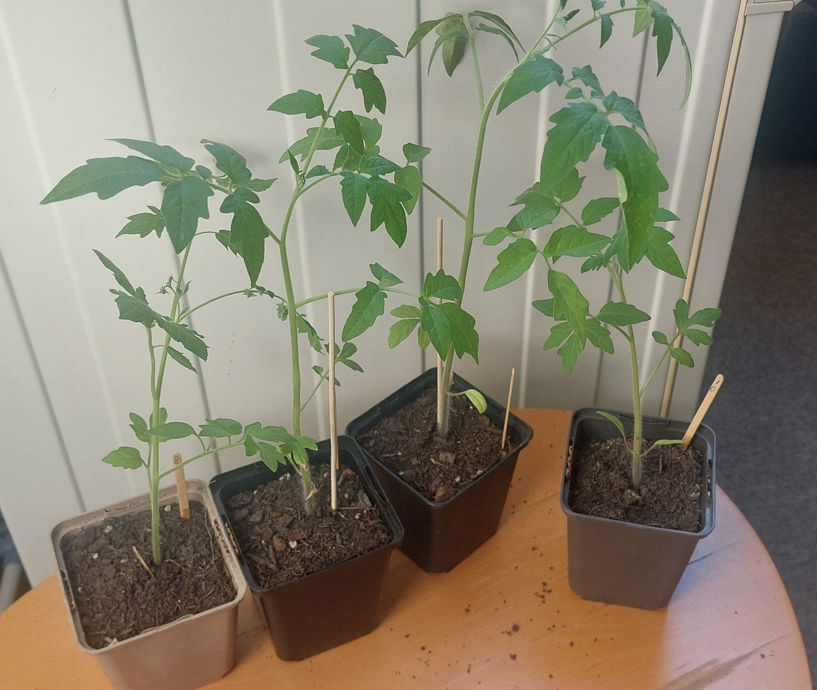 Tros, vlees , roma of cherrytomaat, Tuin en Terras, Ophalen, Volle zon, Overige soorten, Minder dan 100 cm