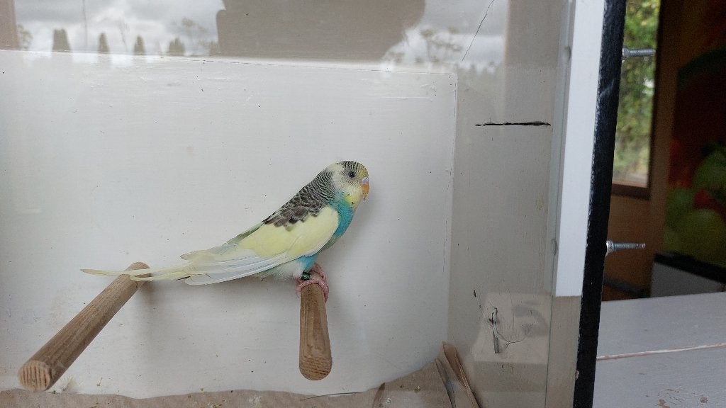 Grasparkiet baby, Dieren en Toebehoren, Vogels | Parkieten en Papegaaien, Geslacht onbekend, Parkiet, Geringd