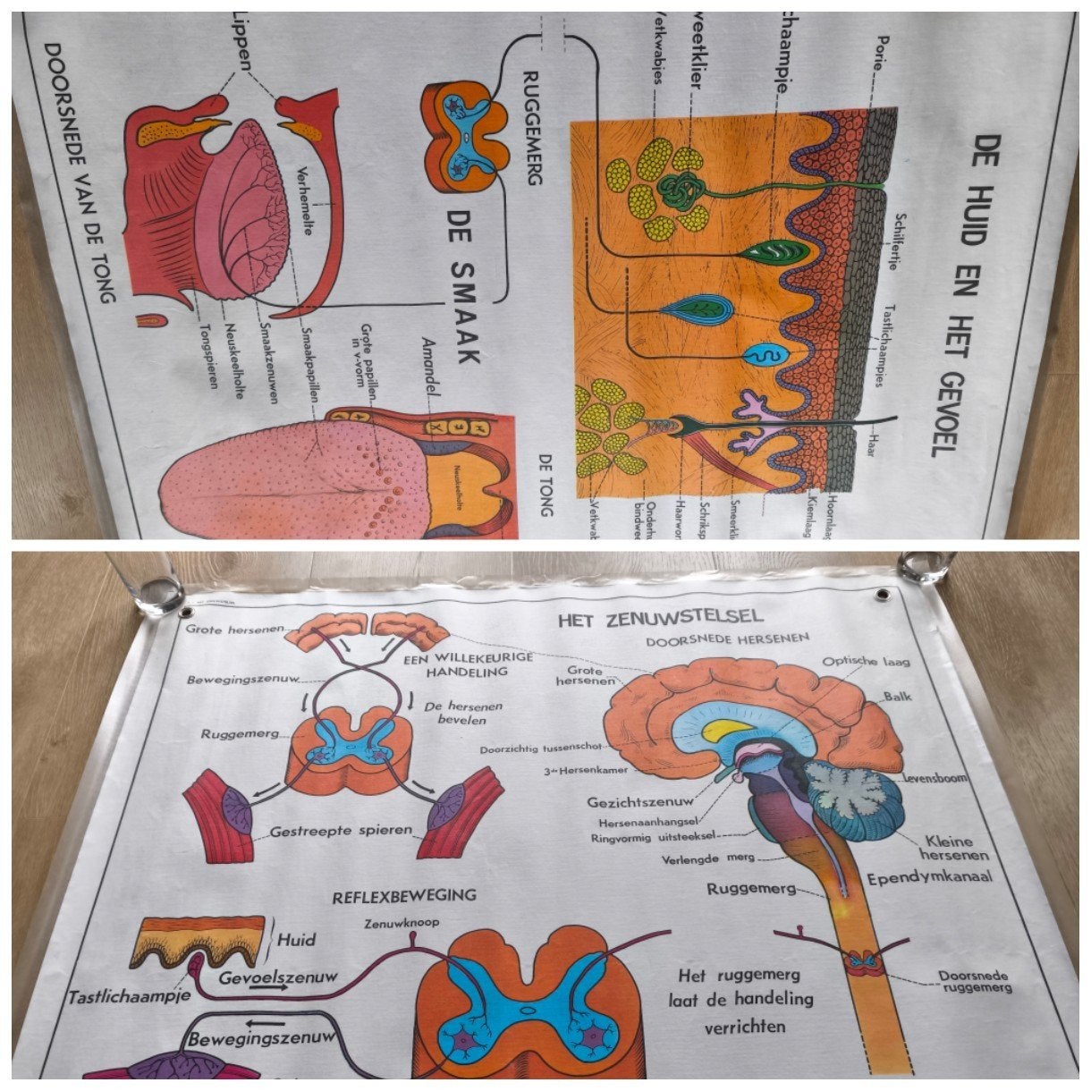 Schoolplaat de huid en het gevoel/zenuwstelsel, Antiek en Kunst, Ophalen of Verzenden, Natuur en Biologie