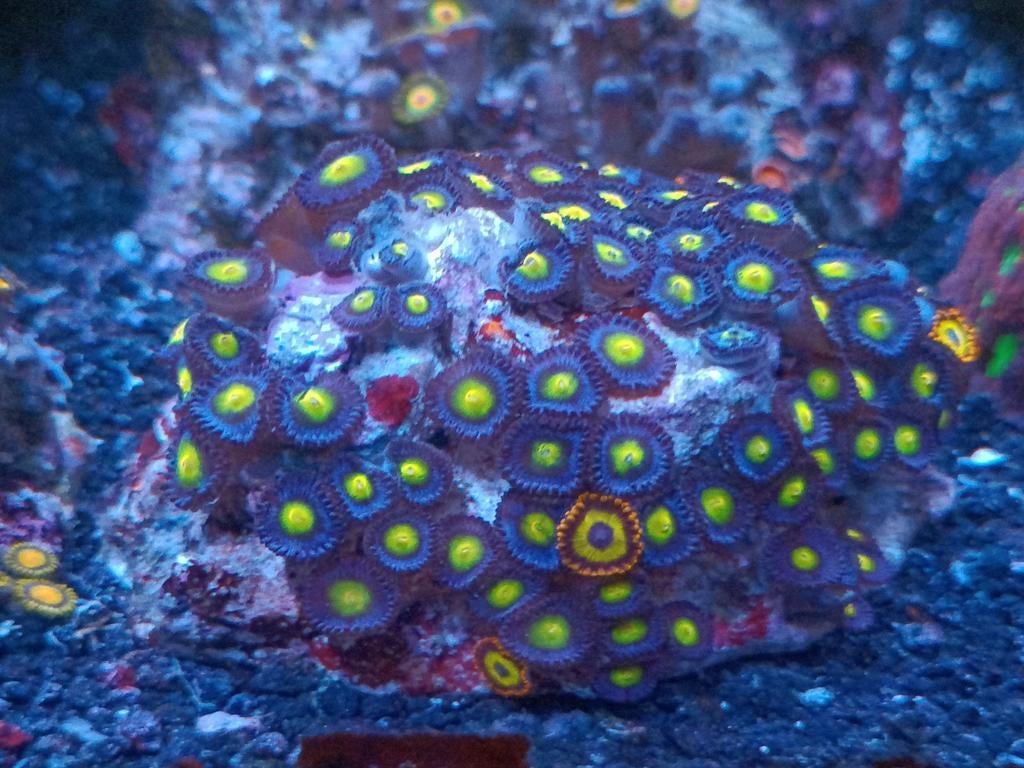 +- 100 poliepen "Blue Walter" zoanthus (koraal), Dieren en Toebehoren, Overige typen, Zoutwatervis