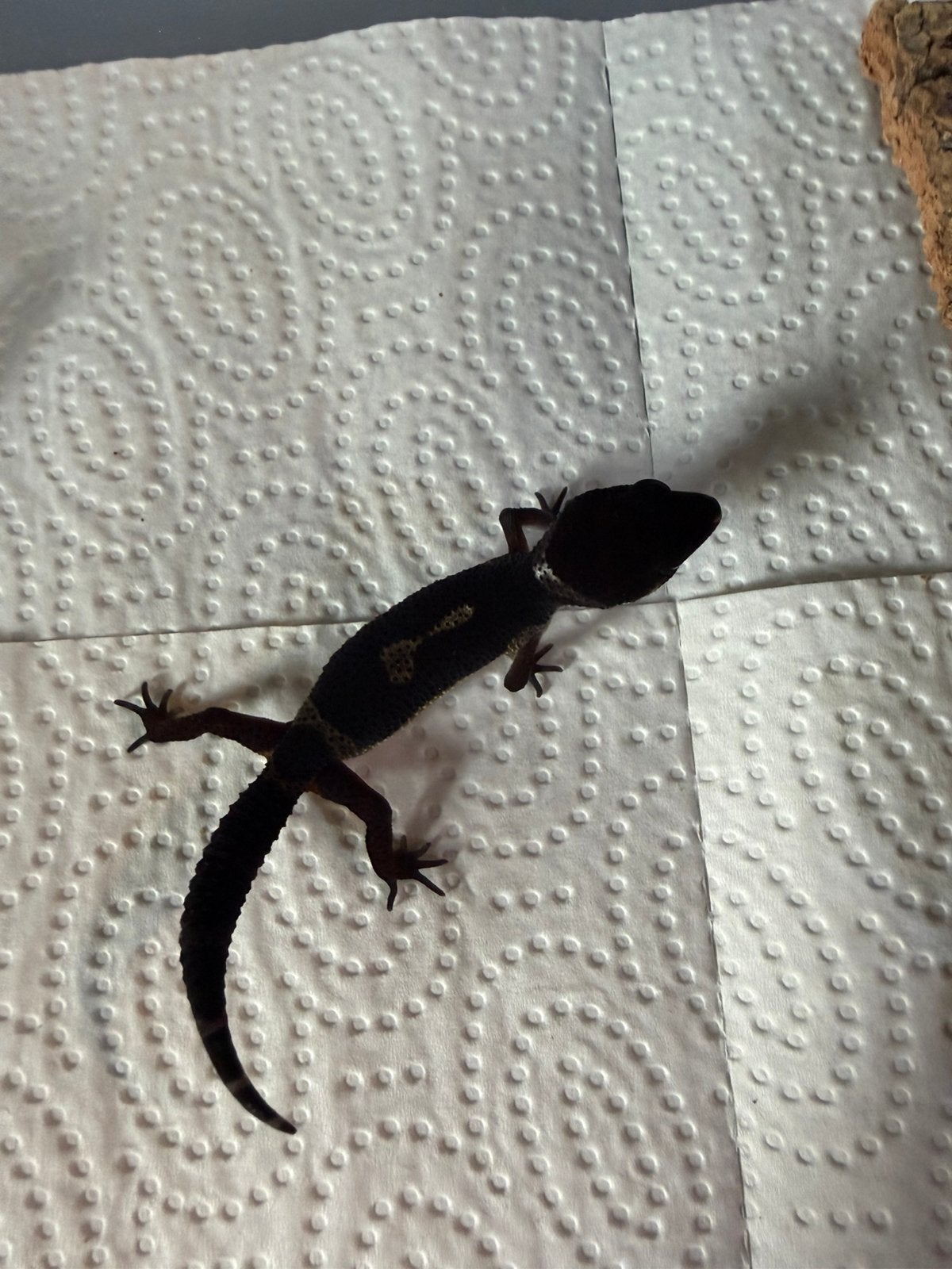 Full black night luipaardgekko, Dieren en Toebehoren, Hagedis, 0 tot 2 jaar