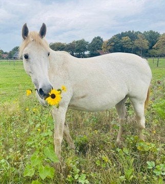 Candy Z (Zangersheide) schimmel merrie zoekt een nieuwe plek, Dieren en Toebehoren, Paarden, Merrie, Met stamboom, Niet van toepassing