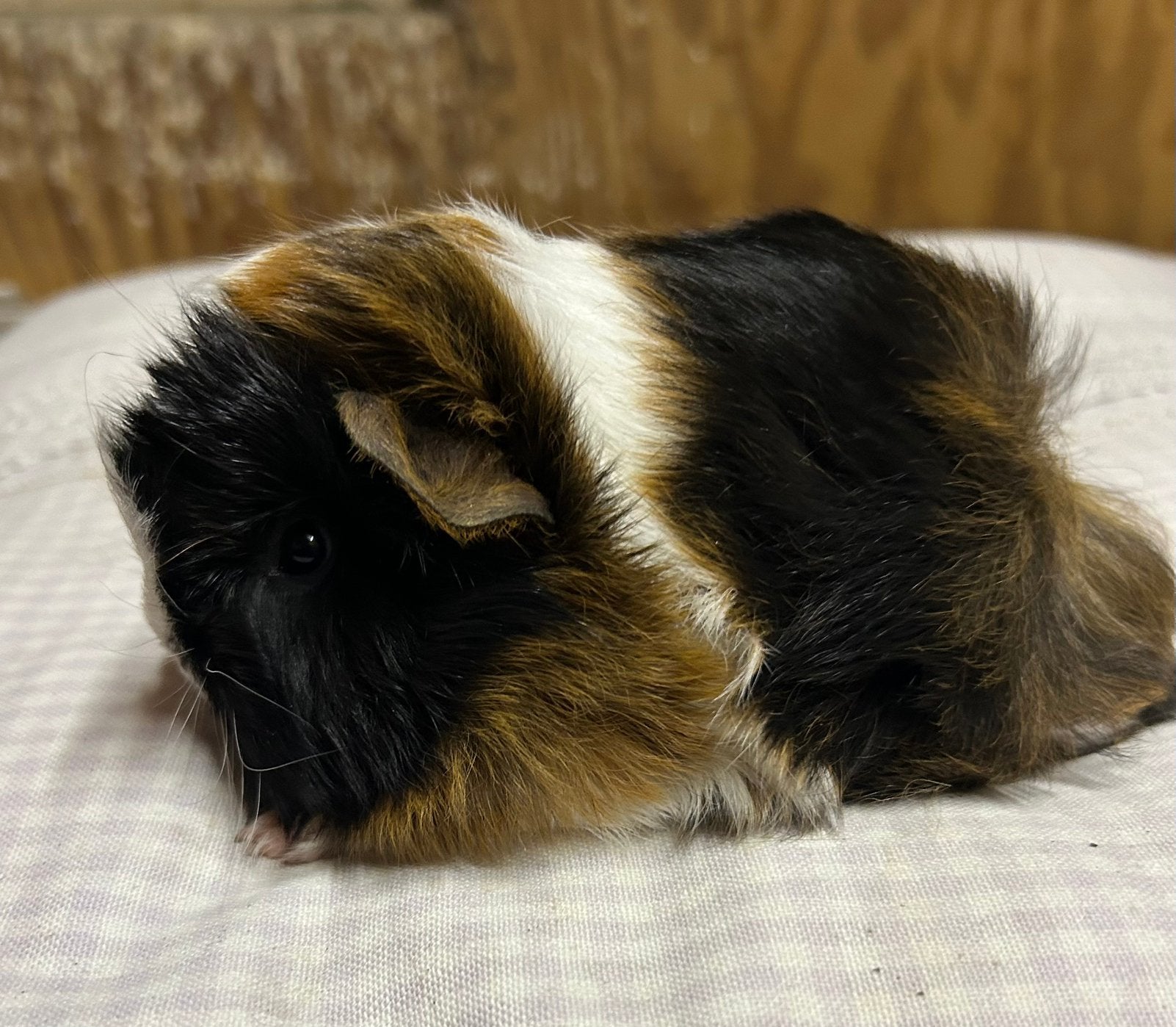 Jong cavia vrouwtje (peruvian x borstel), Dieren en Toebehoren, Augustus, Vrouwelijk, Cavia