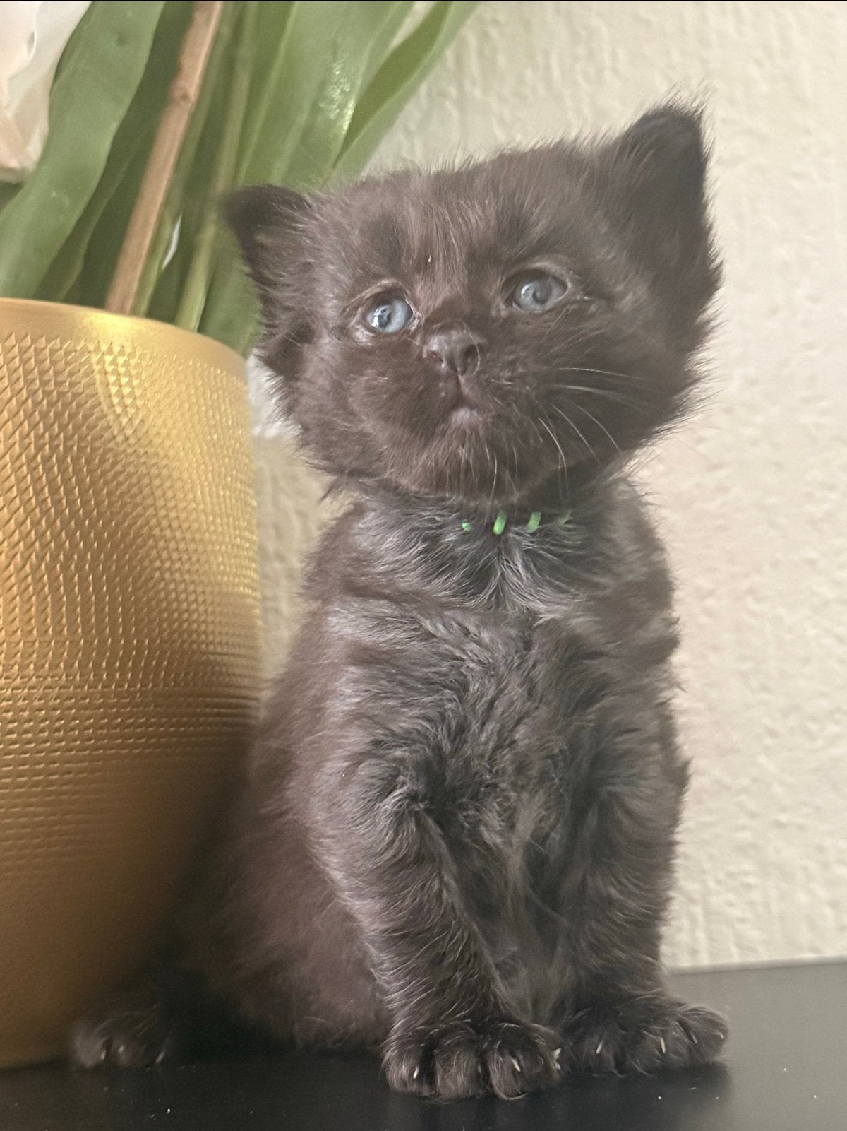 Prachtige maine coon kittens, Dieren en Toebehoren, Katten en Kittens | Raskatten | Langhaar, Meerdere dieren, Ontwormd, 0 tot 2 jaar