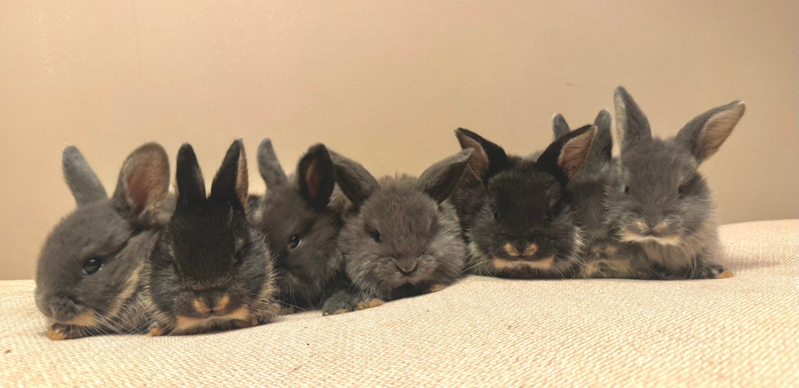 Lieve dwerg baby konijntjes te koop, Meerdere dieren, Dwerg, Hangoor, 0 tot 2 jaar