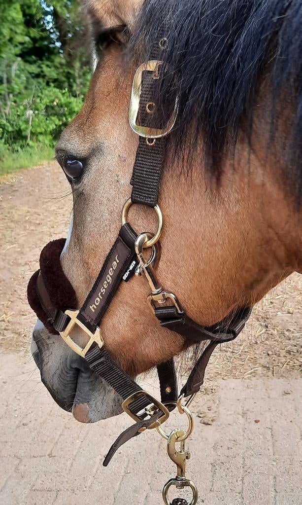 Horsegear halster maat shetland, valt groot!, Ophalen of Verzenden, Overige soorten