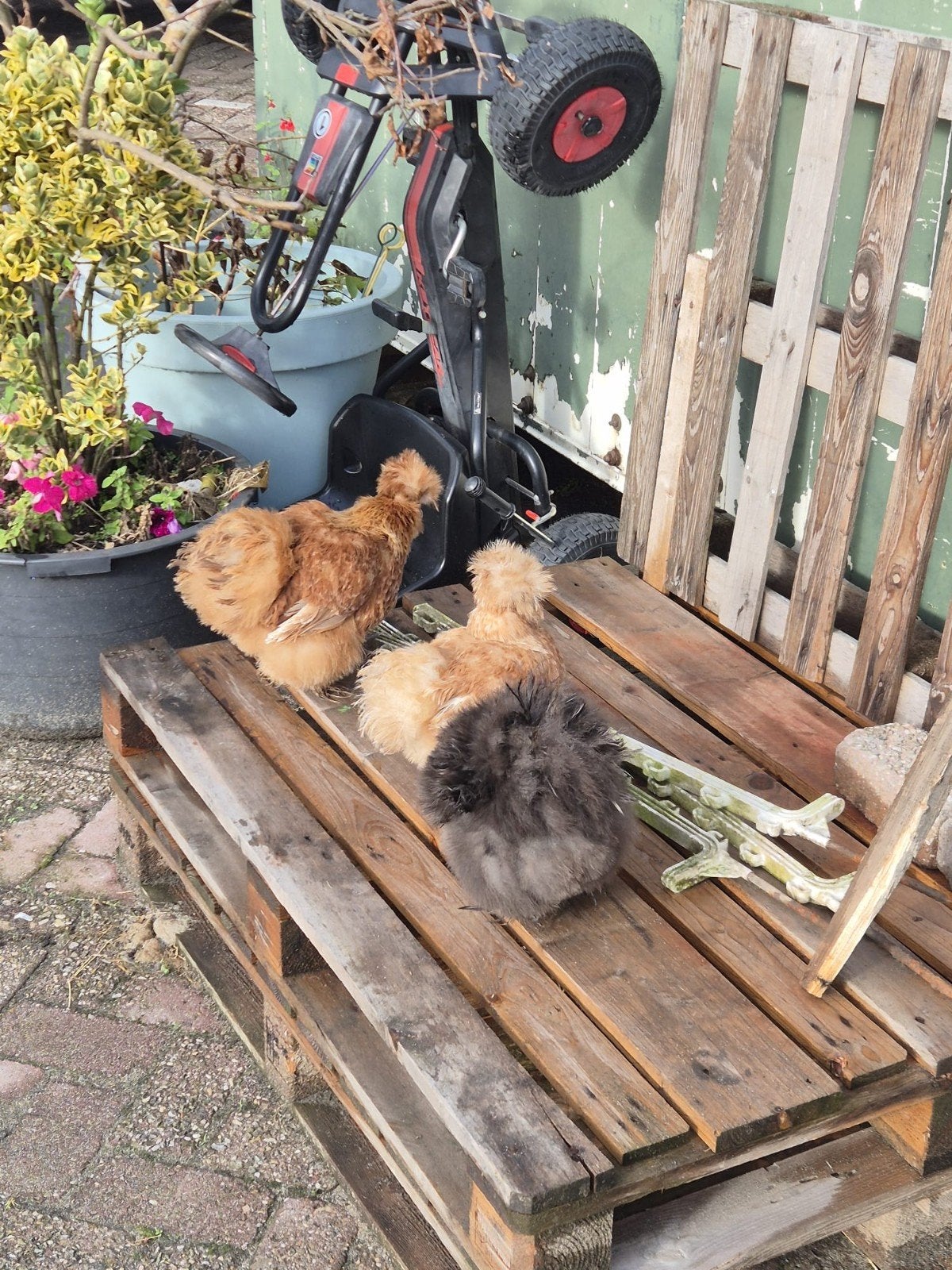 Drietal zijdehoentjes, Meerdere dieren, Kip