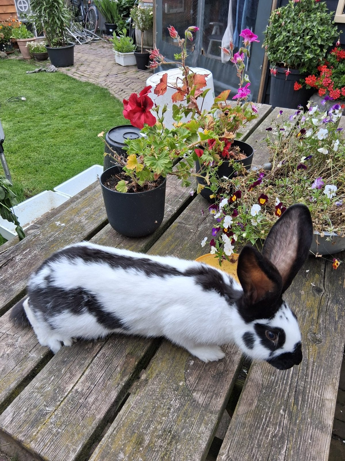 Groot Lotharinger Zwart, Meerdere dieren, Groot, 0 tot 2 jaar