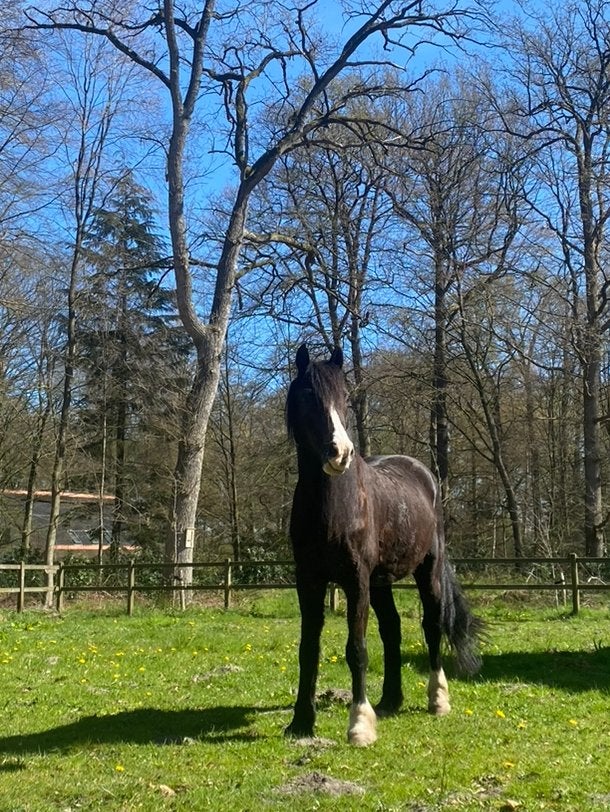 Leuke bijrijd(st)er gezocht voor lieve Welsh Cob Kelt