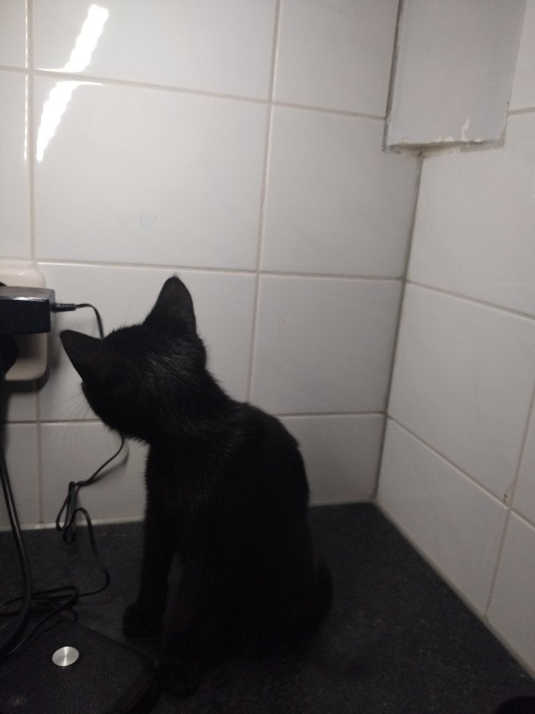 Speelse kitten, Dieren en Toebehoren, Kater, Kortharig, 0 tot 2 jaar