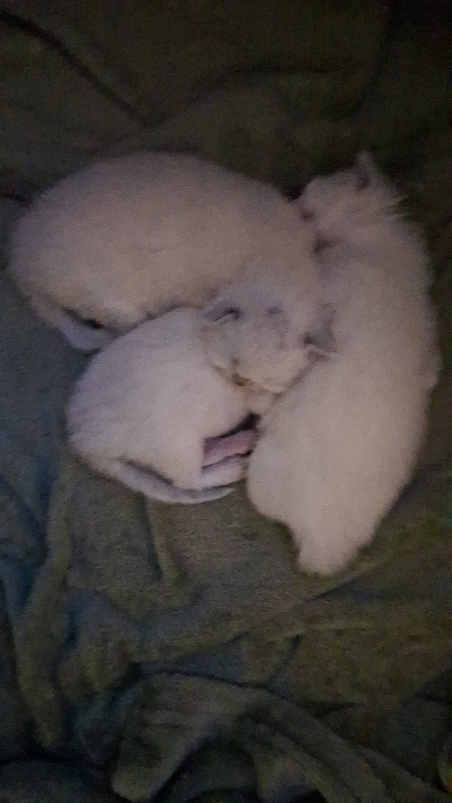ragdoll kittens uit geteste ouders, Dieren en Toebehoren, 0 tot 2 jaar