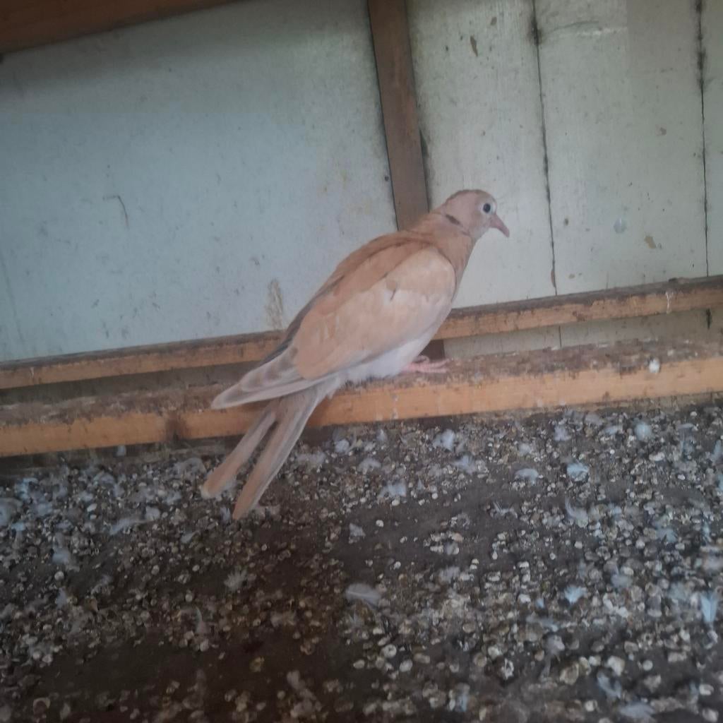Tortelduif, Dieren en Toebehoren, Vogels | Duiven, Geslacht onbekend, Tortelduif