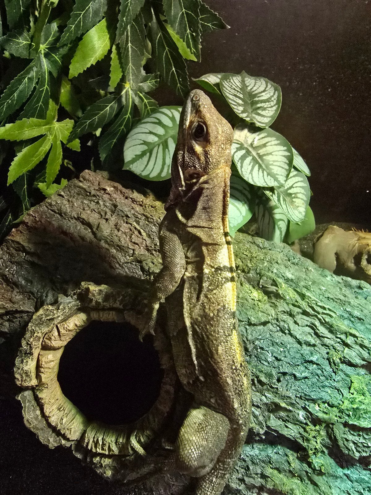 Prachtig koppel zwarte leguanen (Ctenosaura similis), Drie personen of meer
