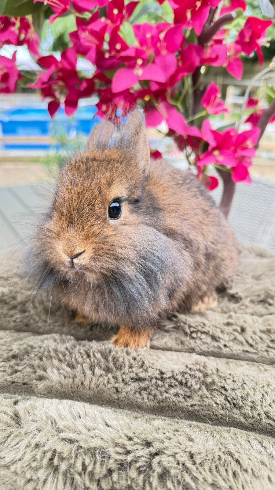Prachtig half satijn., Dieren en Toebehoren, Konijnen, Dwerg, Meerdere dieren