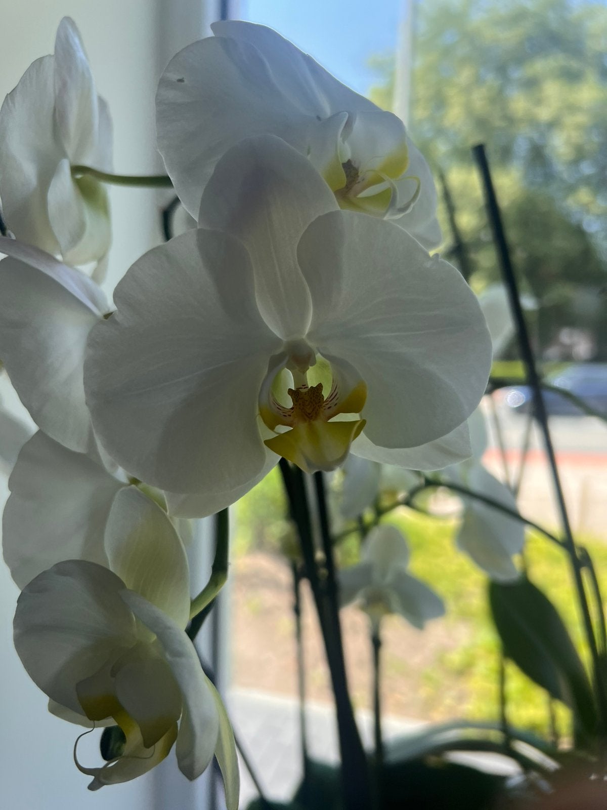 Grote rode pot met Orchideeen, Ophalen, Halfschaduw, Minder dan 100 cm