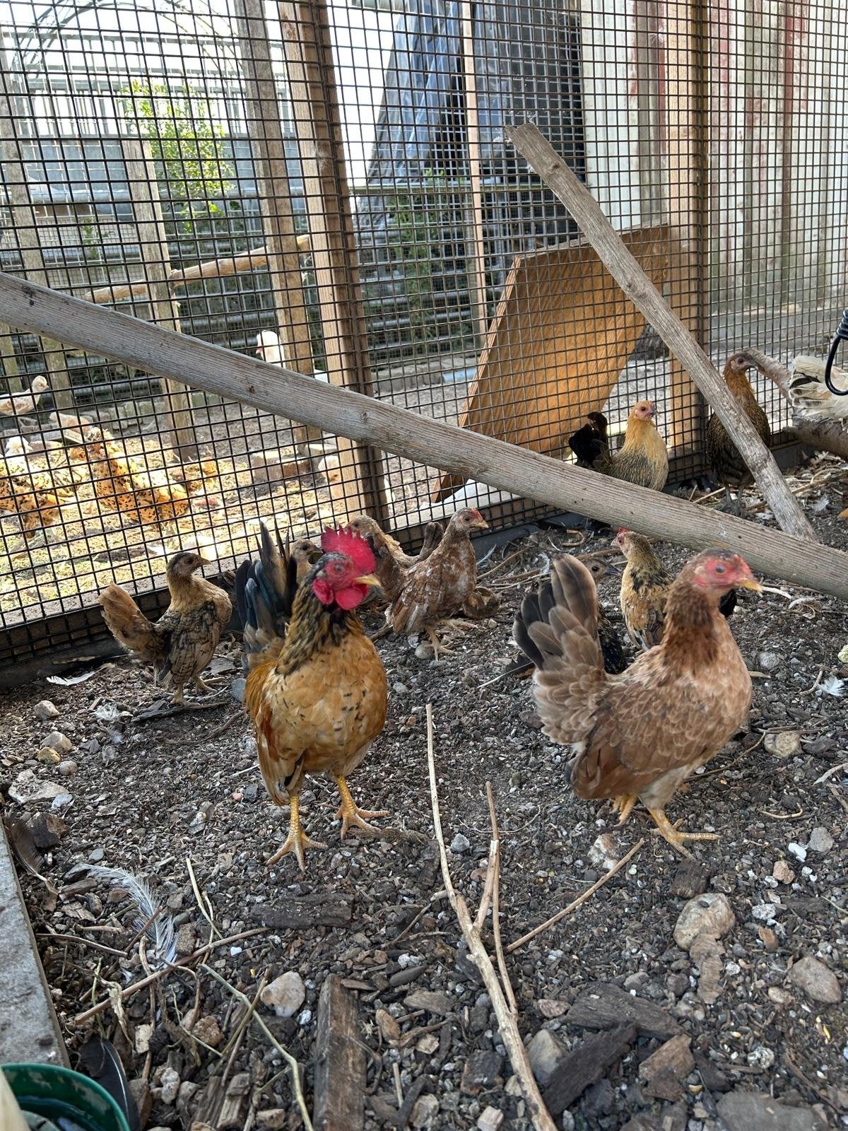 Serama kuikens, Meerdere dieren, Kip