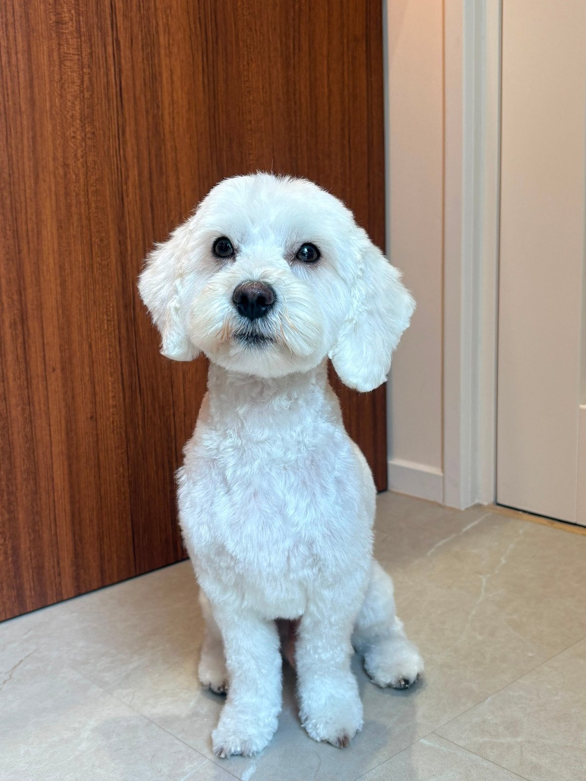 Maltipoo 3 jaar, Dieren en Toebehoren, Honden | Chihuahua's en Gezelschapshonden, Maltezer, Reu, Parvo, Eén hond
