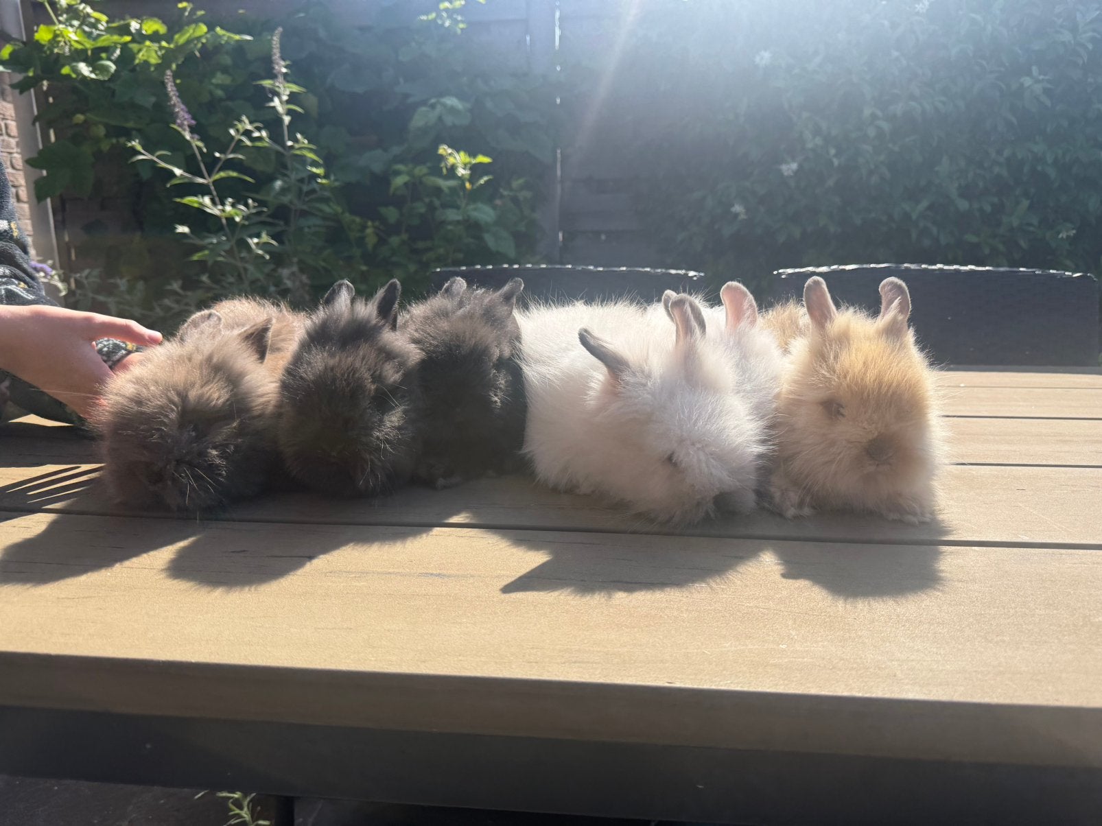 Teddy Widder konijntjes, Dieren en Toebehoren, Konijnen, Meerdere dieren, Dwerg