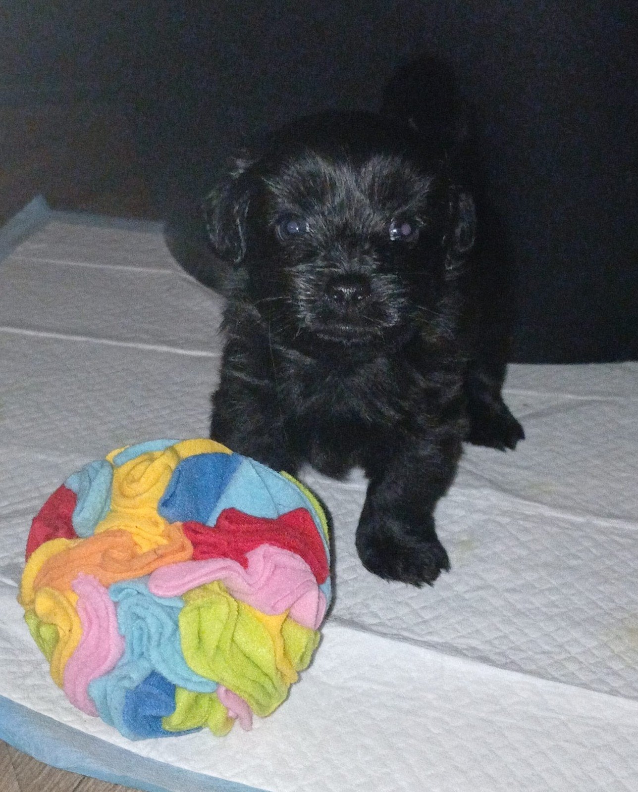 Maltipoo pups, 8 tot 15 weken, Meerdere, Meerdere dieren, Klein