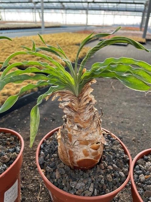 Caudex Boophane Disticha uit Zuid Afrika in 13 cm pot, Overige soorten, Ophalen of Verzenden, In pot, Minder dan 100 cm