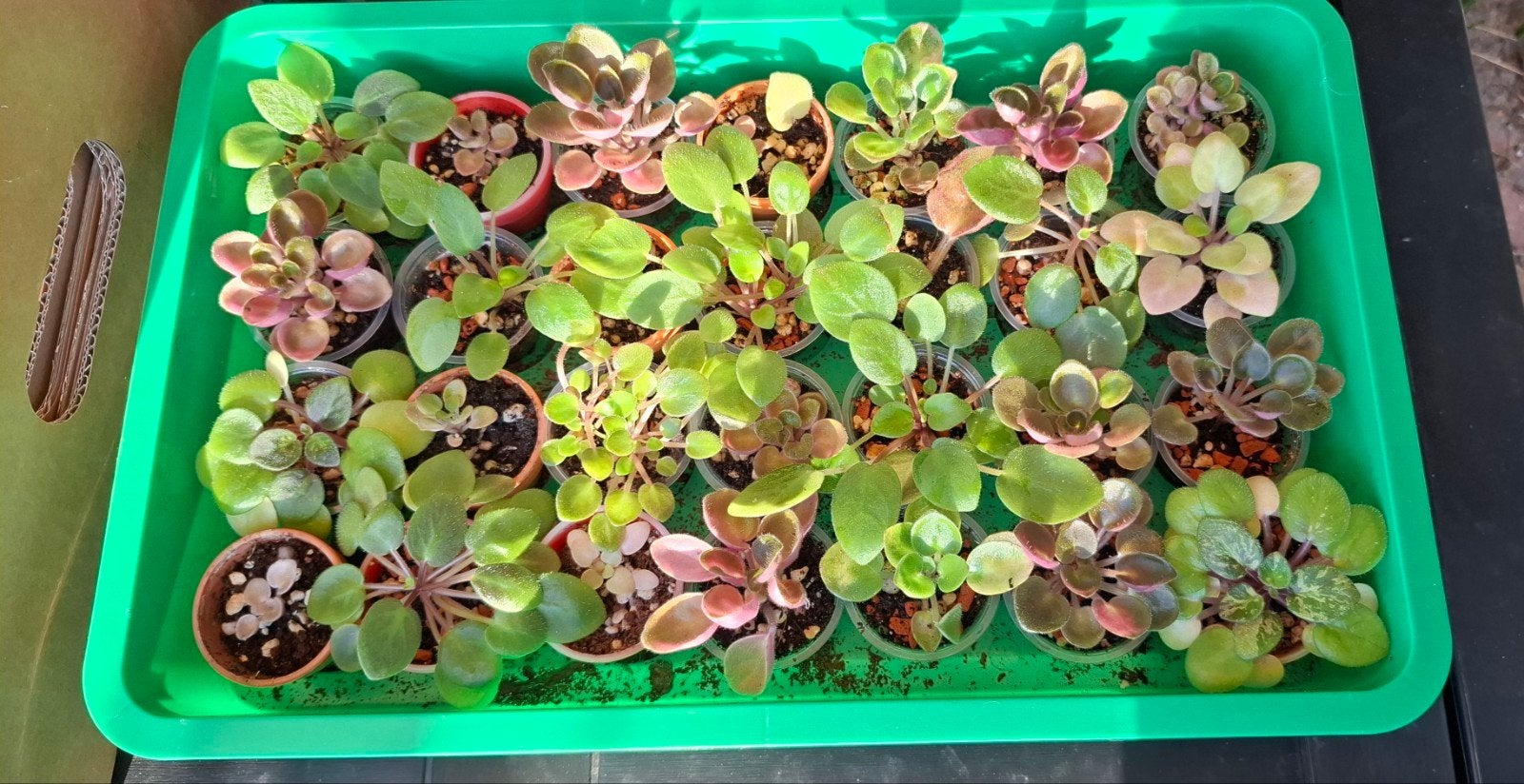 Mini Kaaps Viooltjes - Saintpaulia - Zelf gekweekt, Ophalen, Overige soorten, Halfschaduw, In pot
